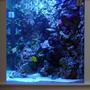 235 gallons saltwater fish tank (mostly fish, little/no live coral) - My saltwater tank