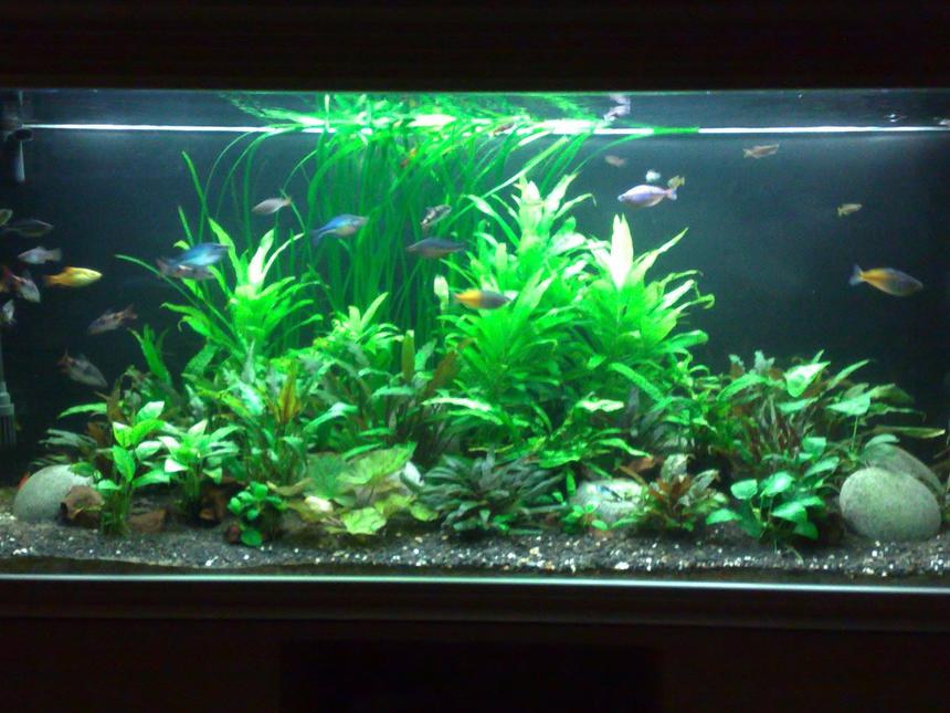 Rated #59: 95 Gallons Planted Tank - 5 ft tank