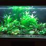 95 gallons planted tank (mostly live plants and fish) - 5 ft tank