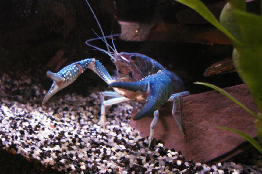 Rated #73: Corals Inverts - Procambarus Sp. - Hammers Cobalt Blue Lobster Stocking In 55 Gallons Tank - Blue crawfish/crayfish/crawdad/mud-bug.