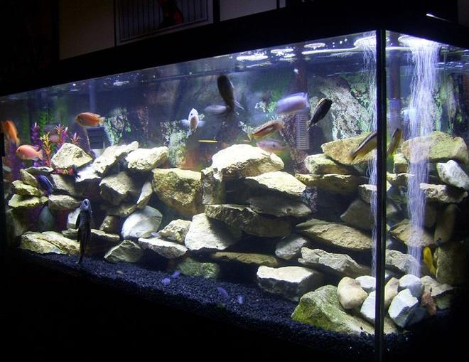 55 gallons freshwater fish tank (mostly fish and non-living decorations) - My 55 gallon Cichlid tank.