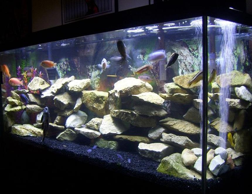 Rated #23: 55 Gallons Freshwater Fish Tank - My 55 gallon Cichlid tank.