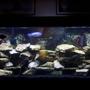 fish tank picture - My 55 gallon Cichlid tank.