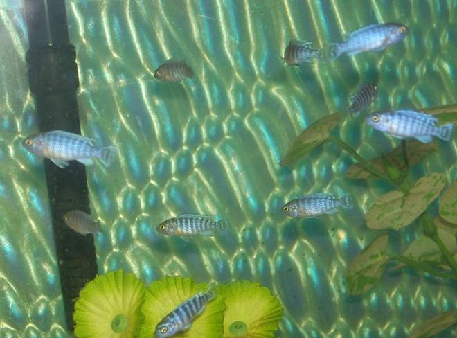 freshwater fish - aulonocara nyassae - blue peacock cichlid stocking in 55 gallons tank - Freedom Fry,