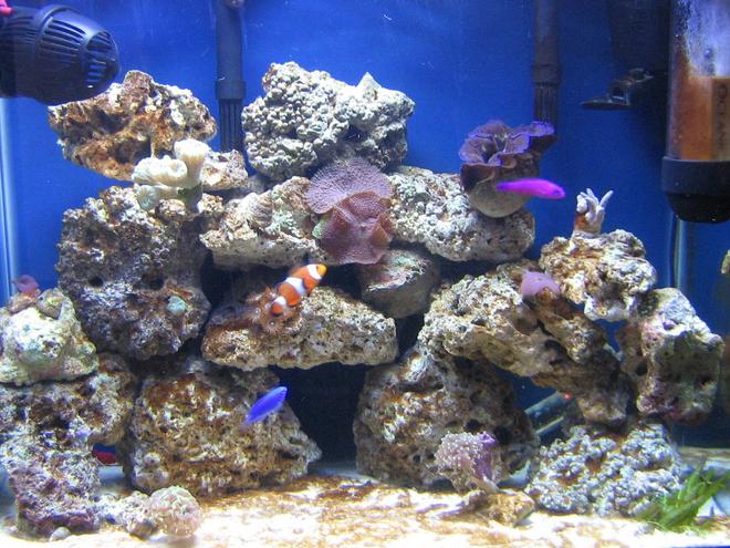 corals inverts - actinodiscus sp. - blue mushroom stocking in 14 gallons tank - 14 gallon reef tank