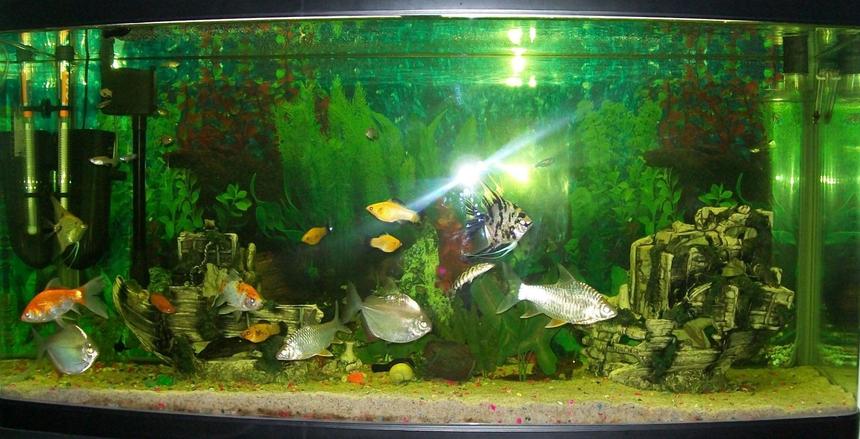 Rated #2433: 90 Gallons Freshwater Fish Tank - This is my fish tank as is today 22/09/2009. 
90 gallon tank with a variety of fresh water fish.