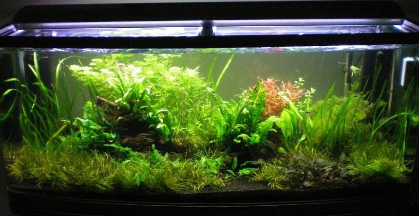 Rated #35: 55 Gallons Planted Tank - Full tank shot