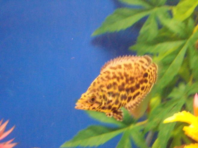 freshwater fish - ctenopoma acutirostre - leopard ctenopoma stocking in 80 gallons tank - Leopard Ctenopoma