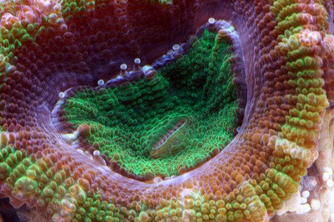 corals inverts - acanthastrea echinata - acan brain coral stocking in 210 gallons tank - Acan close up