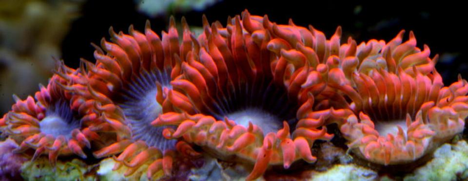 corals inverts - palythoa sp. - lunar eclipse stocking in 210 gallons tank - Lunar eclipse