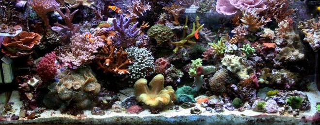 210 gallons reef tank (mostly live coral and fish) - Full tank shot of 75gal tank. may 08