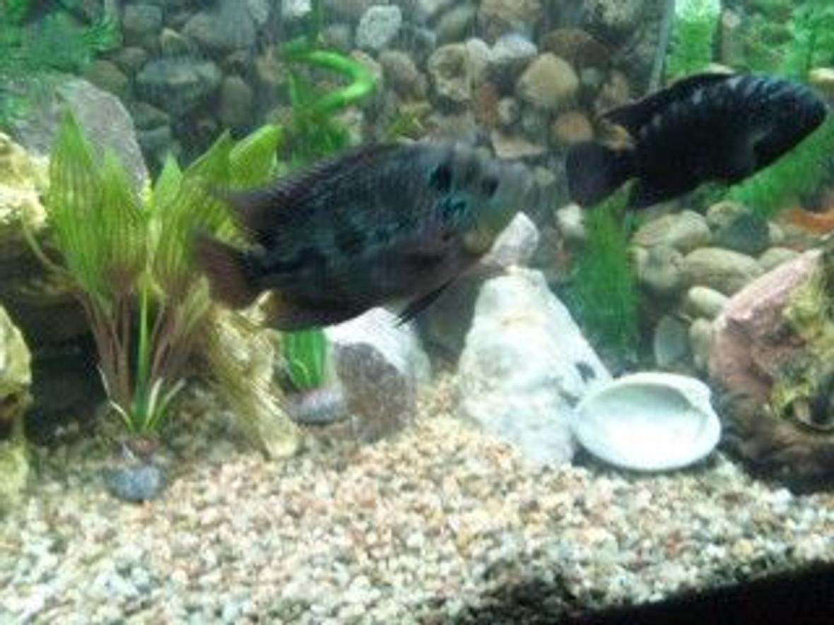 freshwater fish - cichlasoma sp. - flower horn cichlid stocking in 90 gallons tank - flower horn, and my dempsey