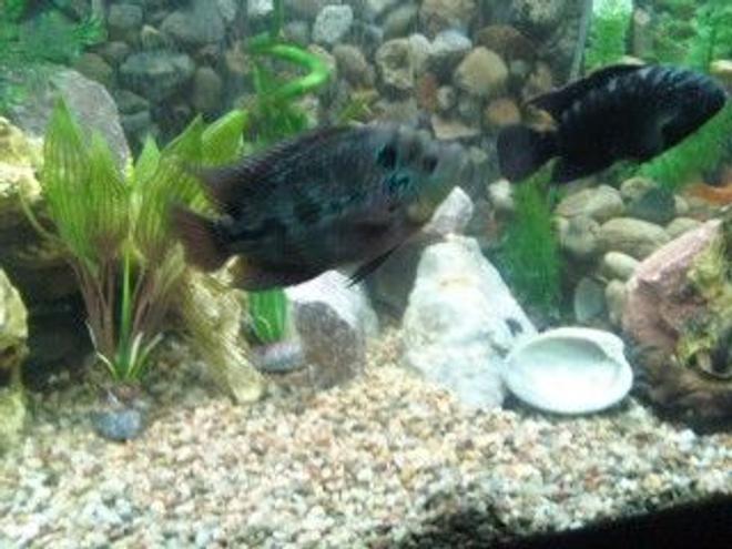freshwater fish - cichlasoma sp. - flower horn cichlid stocking in 90 gallons tank - flower horn, and my dempsey