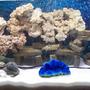 corals inverts - tridacna crocea - crocea clam stocking in 55 gallons tank - zoom in