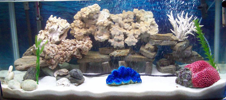 corals inverts - tridacna crocea - crocea clam stocking in 55 gallons tank - zoom in