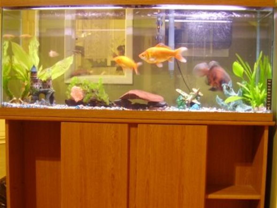 55 gallons freshwater fish tank (mostly fish and non-living decorations) - 55 Gallon Freshwater Tank 5 months old.