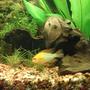 freshwater fish - mikrogeophagus ramirezi - german gold ram stocking in 55 gallons tank - male ram