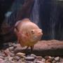 freshwater fish - astronotus ocellatus - albino oscar stocking in 75 gallons tank - Oscars
