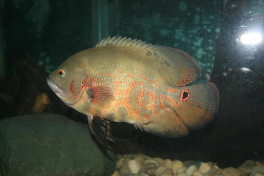 Rated #34: Freshwater Fish - Astronotus Ocellatus - Albino Oscar Stocking In 75 Gallons Tank - oscars