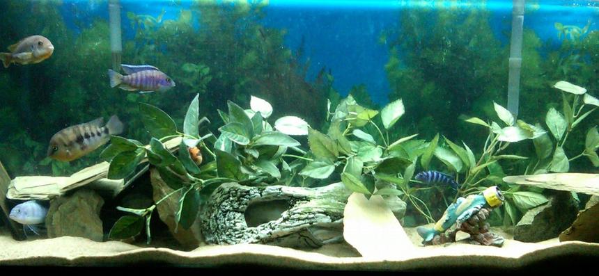 Rated #68: Freshwater Fish - Archocentrus Nigrofasciatus - Black Convict Cichlid Stocking In 48 Gallons Tank - Cichlids are Chillin