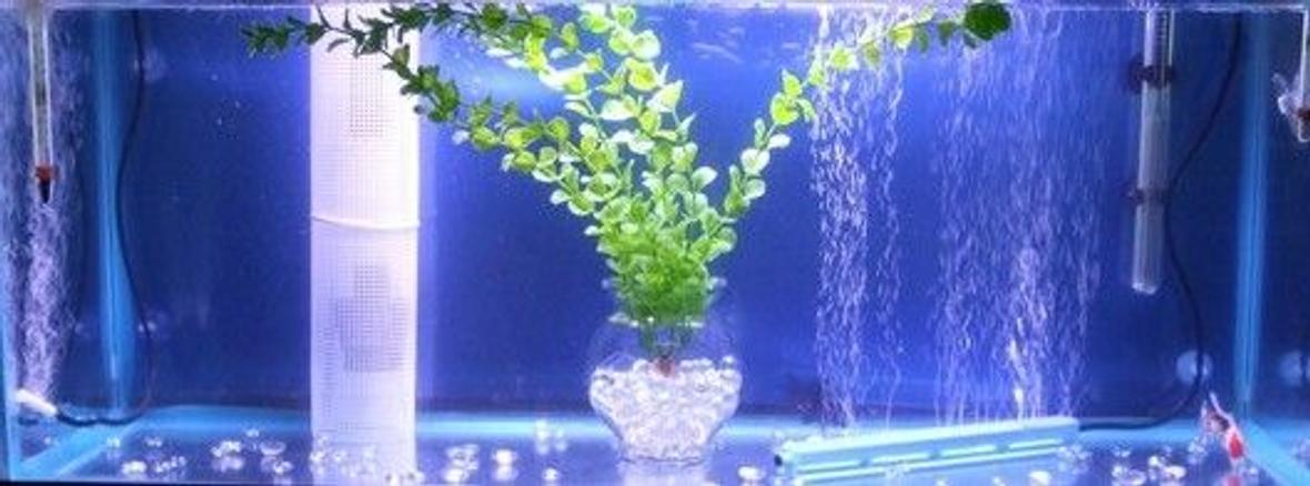 fish tank picture - My 30 Gallon Goldfish Tank