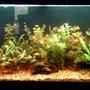 55 gallons planted tank (mostly live plants and fish) - my tank