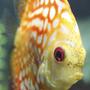 freshwater fish - symphysodon spp. - pigeon blood discus stocking in 150 gallons tank - Discus