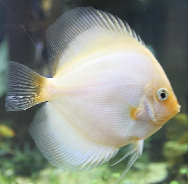 freshwater fish - pterophyllum sp. - white blushing angel stocking in 150 gallons tank - Discus
