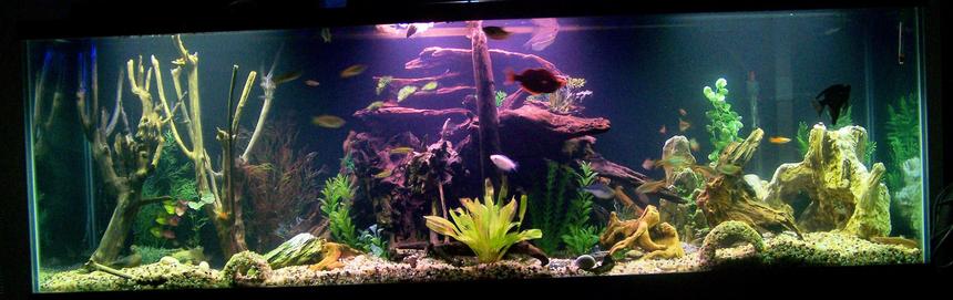Rated #953: 125 Gallons Freshwater Fish Tank - 125 Gallon CA/SA cichlid tank converted for use with peaceful/community fish.