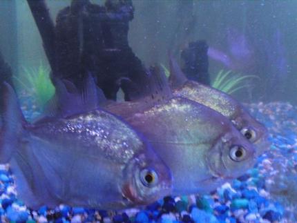 freshwater fish - metynnis argenteus - silver dollar stocking in 25 gallons tank - Silver Dollars side 1