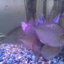 freshwater fish - metynnis argenteus - silver dollar stocking in 25 gallons tank - Silver dollar side 3