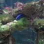 saltwater fish - paracanthurus hepatus - blue tang stocking in 55 gallons tank - "Bubbles" my blue hippo looking for a place to hide