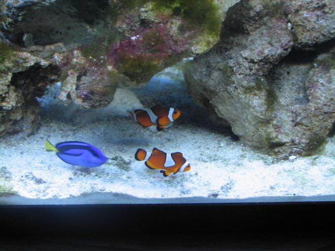 saltwater fish - paracanthurus hepatus - blue tang stocking in 55 gallons tank - 2clowns and hippo just hanging out