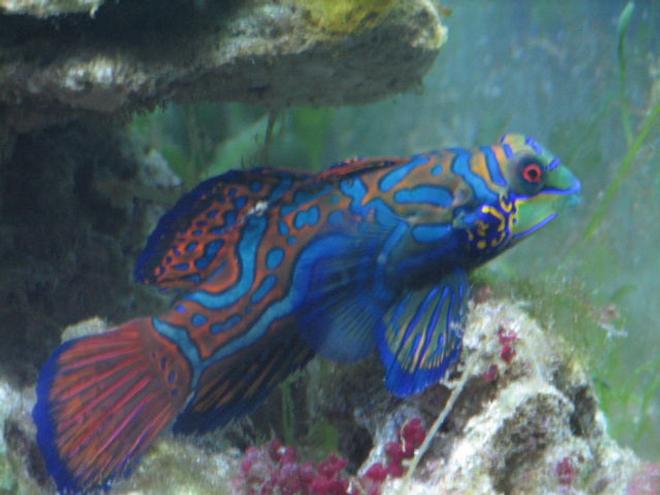 saltwater fish - pterosynchiropus splendidus var. - red mandarin stocking in 55 gallons tank - what?
