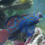 saltwater fish - pterosynchiropus splendidus var. - red mandarin stocking in 55 gallons tank - what?