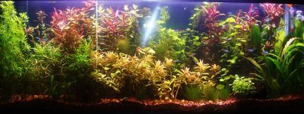 55 gallons planted tank (mostly live plants and fish) - 55 Gallon Aquarium with Rummynose Tetras, Neon Tetras, Guppies, and SAE's