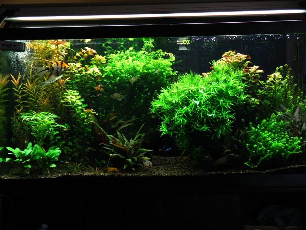 90 gallons planted tank (mostly live plants and fish) - 90 gallon planted