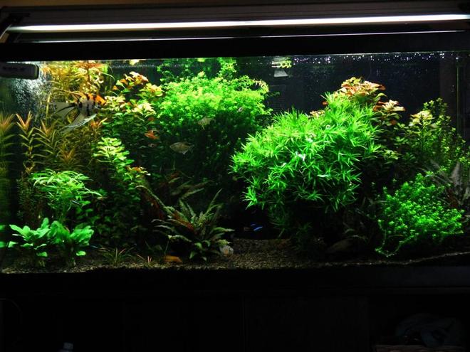 90 gallons planted tank (mostly live plants and fish) - 90 gallon planted