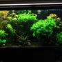 90 gallons planted tank (mostly live plants and fish) - 90 gallon planted