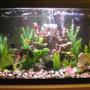 20 gallons freshwater fish tank (mostly fish and non-living decorations) - A picture of my ballin 20 gallon tall planted tank with assorted non-living decorations.