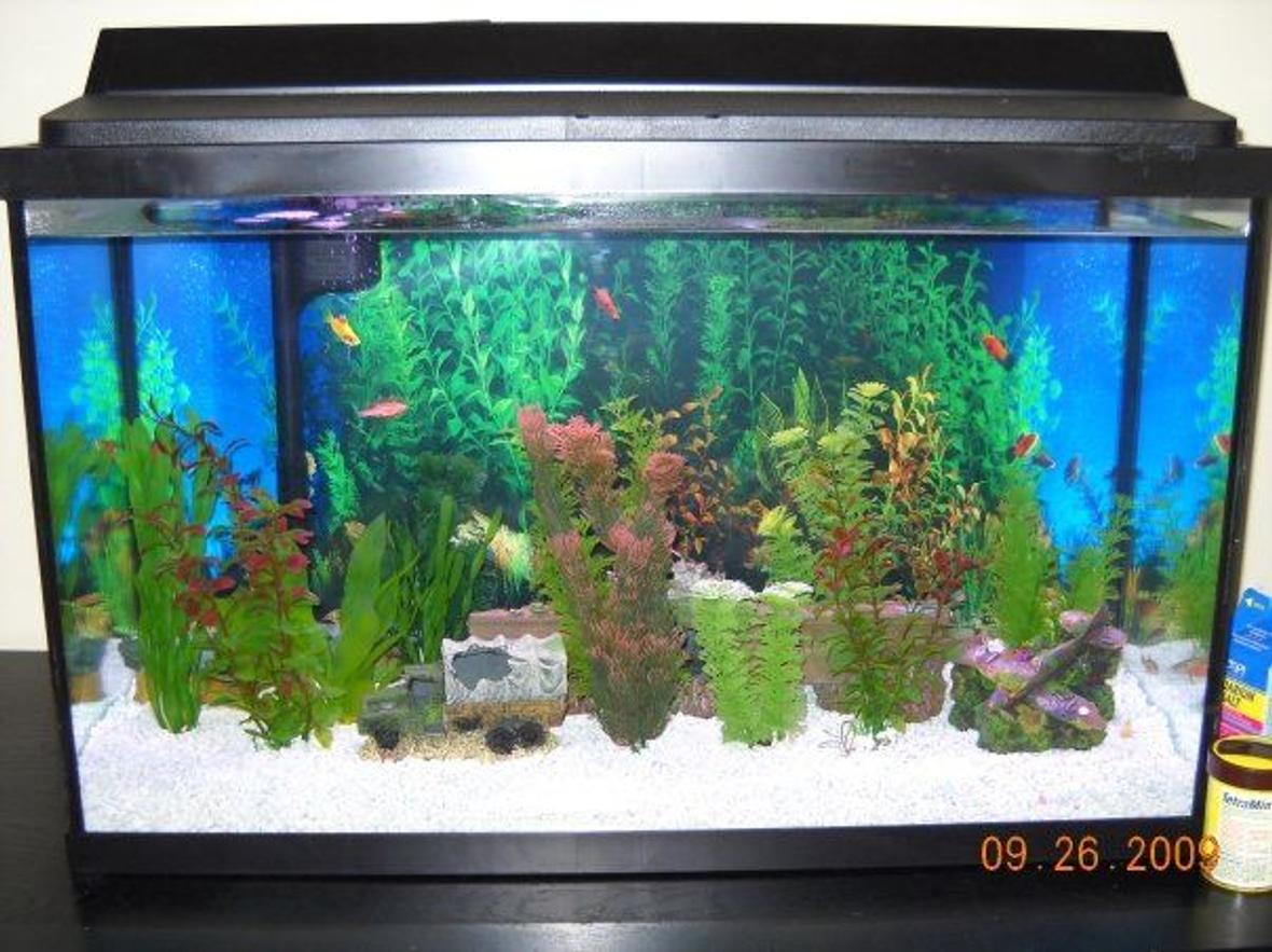 29 gallons freshwater fish tank (mostly fish and non-living decorations) - white gravel, plastic plants except for one. WWII decor [a sunken plane, truck, submarine, and aircraft carrier. 4 glofish, 4 zebra danios, one betta fish, and 2 panda cories. thinking about getting a snail.