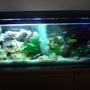 52 gallons planted tank (mostly live plants and fish) - malawi