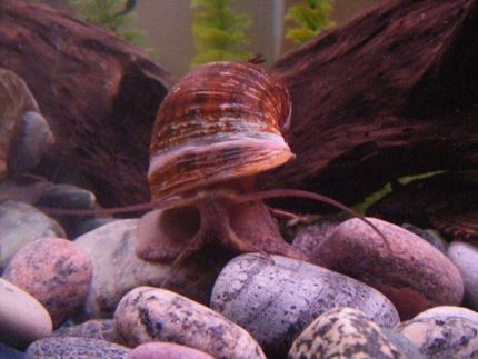 corals inverts - pomacea canaliculata - apple snail stocking in 55 gallons tank - This is Smalls, my giant snail. He is very active and loves to slide around. He will battle the Tin foil barbs for food and is all around funny.