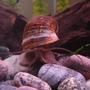 corals inverts - pomacea canaliculata - apple snail stocking in 55 gallons tank - This is Smalls, my giant snail. He is very active and loves to slide around. He will battle the Tin foil barbs for food and is all around funny.