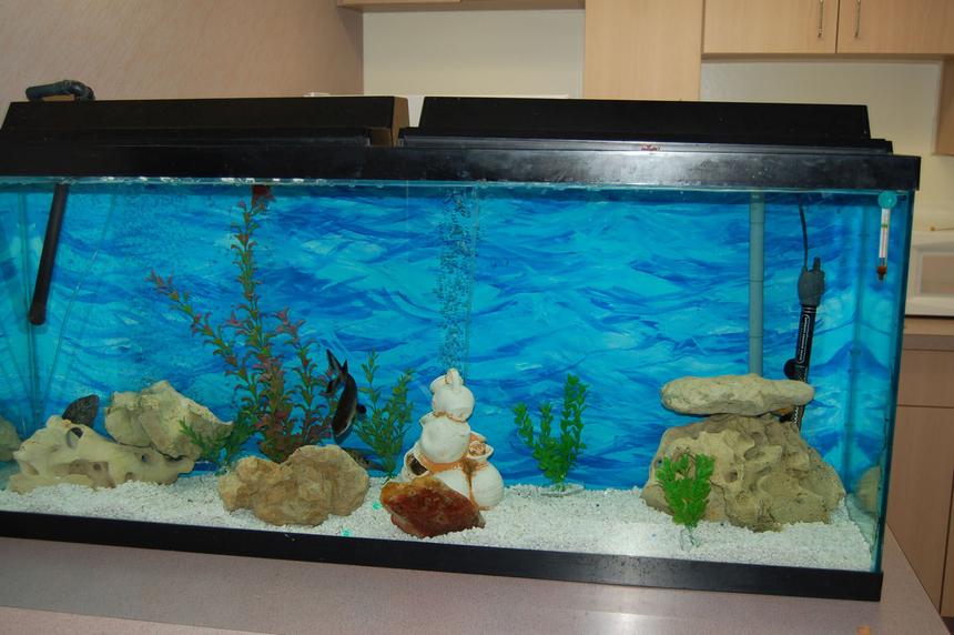Rated #3787: 55 Gallons Freshwater Fish Tank - just setting up my 55g. more fish to be added
if you're going to rate it a 0, just skip please. no need for negativity