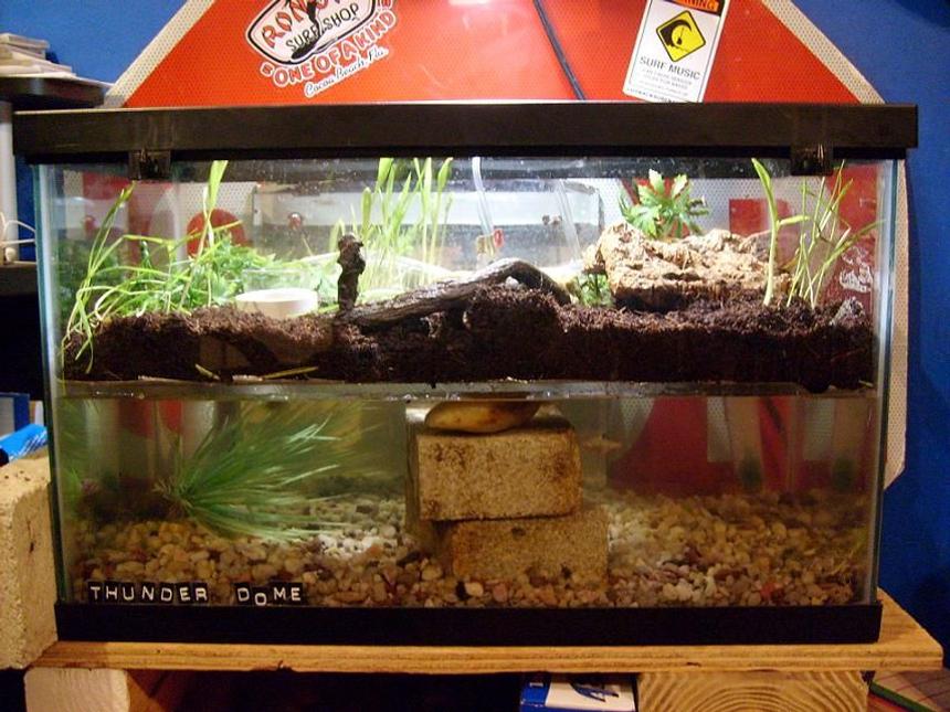 Rated #3679: 10 Gallons Freshwater Fish Tank - tank full view of both ecosystems