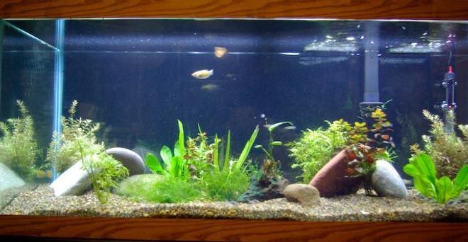 75 gallons planted tank (mostly live plants and fish) - My 75 gallon