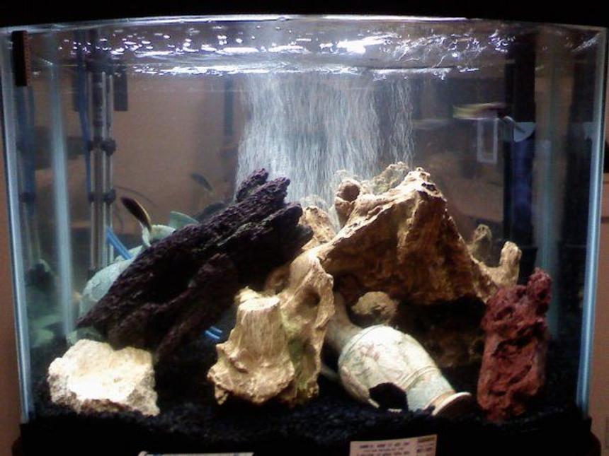 Rated #1861: 28 Gallons Freshwater Fish Tank - 2 Acei, 1 Lab Yellow, and 1 Electric Blue African Cichlids. Also a Pleco.