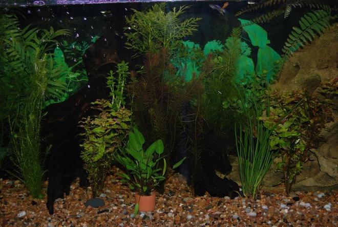 22 gallons planted tank (mostly live plants and fish) - This Is My Fish Tank.