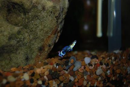 freshwater fish - poecilia reticulata - blue cobra guppy stocking in 22 gallons tank - Another one of my Guppy's.